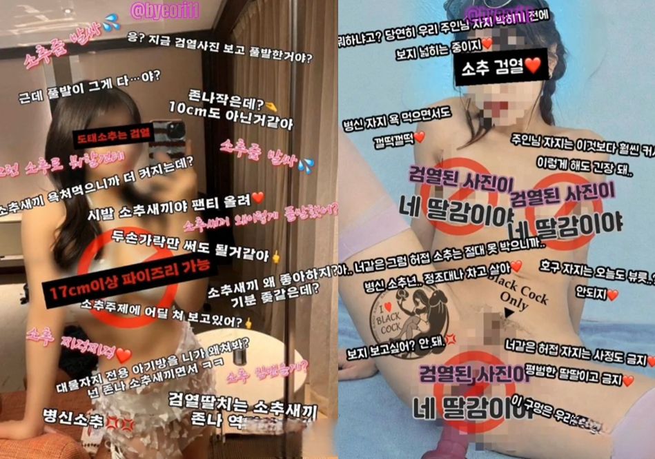 주인의 암컷 개